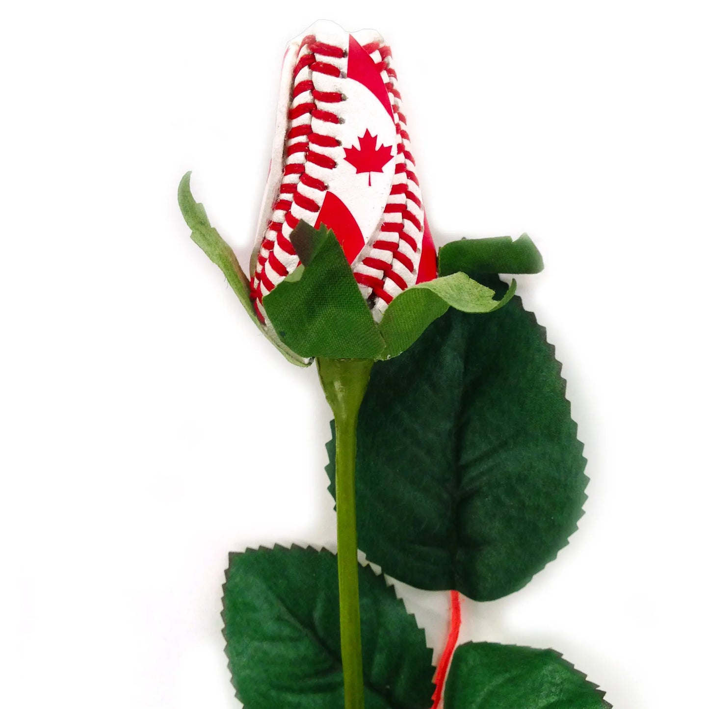 O Canada Baseball Rose Sports Roses